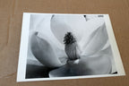 Magnolia Blossom 1925 Photograph by Imogen Cunningham POSTCARD IC-3 Floral