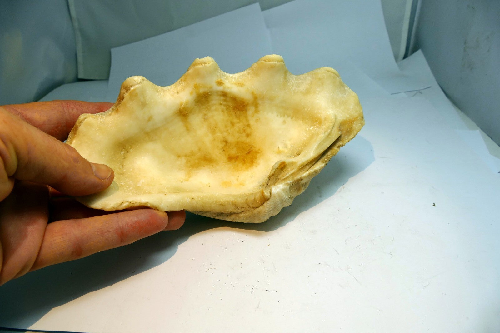 Half Clam Shell Natural Sea Shell Seashell  8”X 5"
