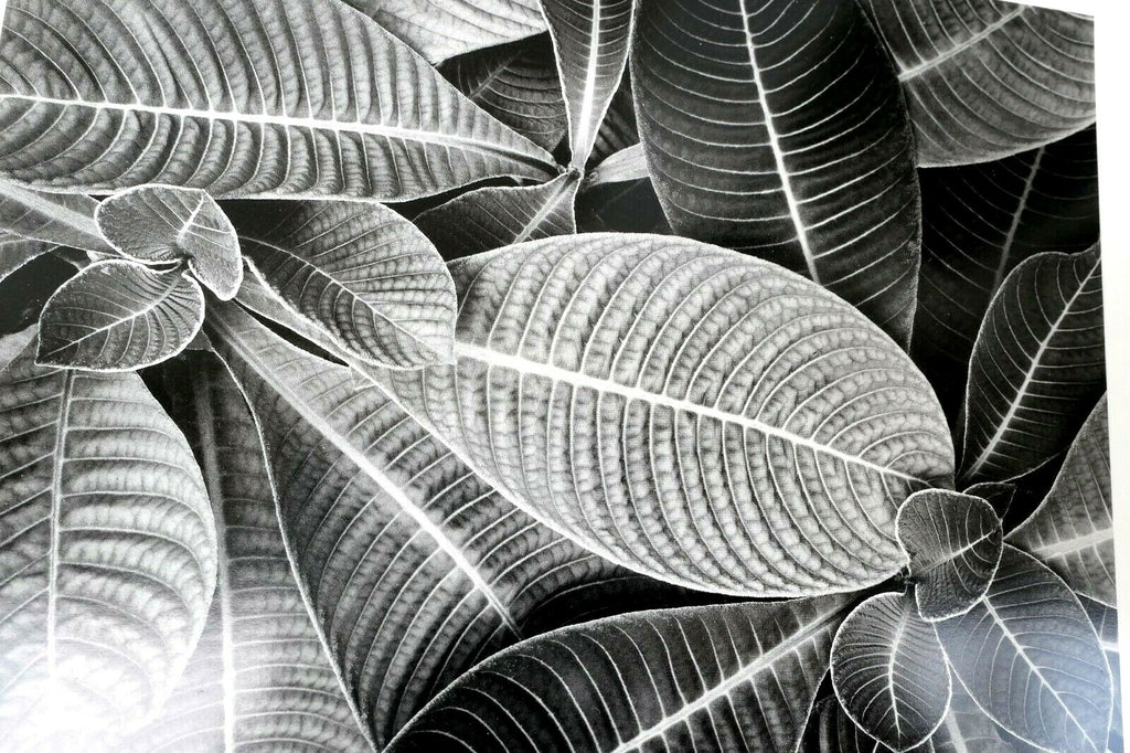 Hoffmannia refulgens 1979 photograph by don worth greeting card d 003 floral