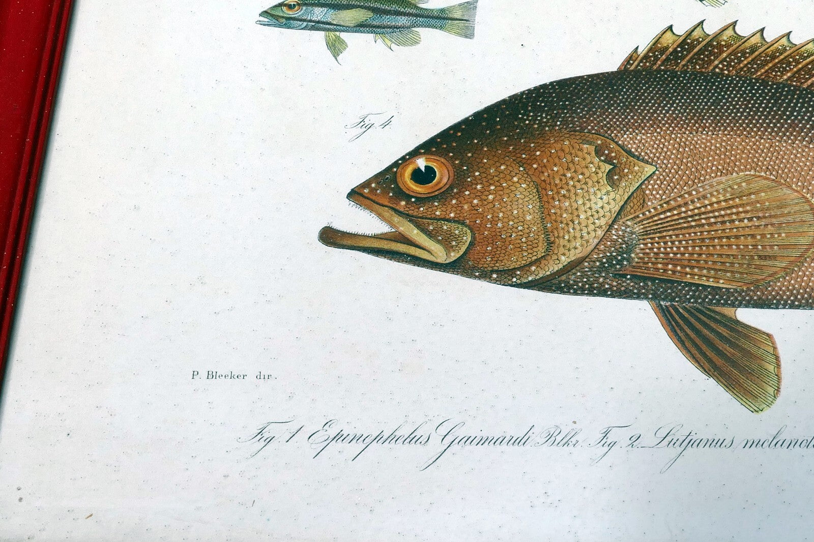 Antique Print Perch fish by Emrik & Binger (1865) chromolithograph print framed