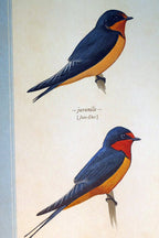 Barn swallow postcard bird by david sibley   unposted , new
