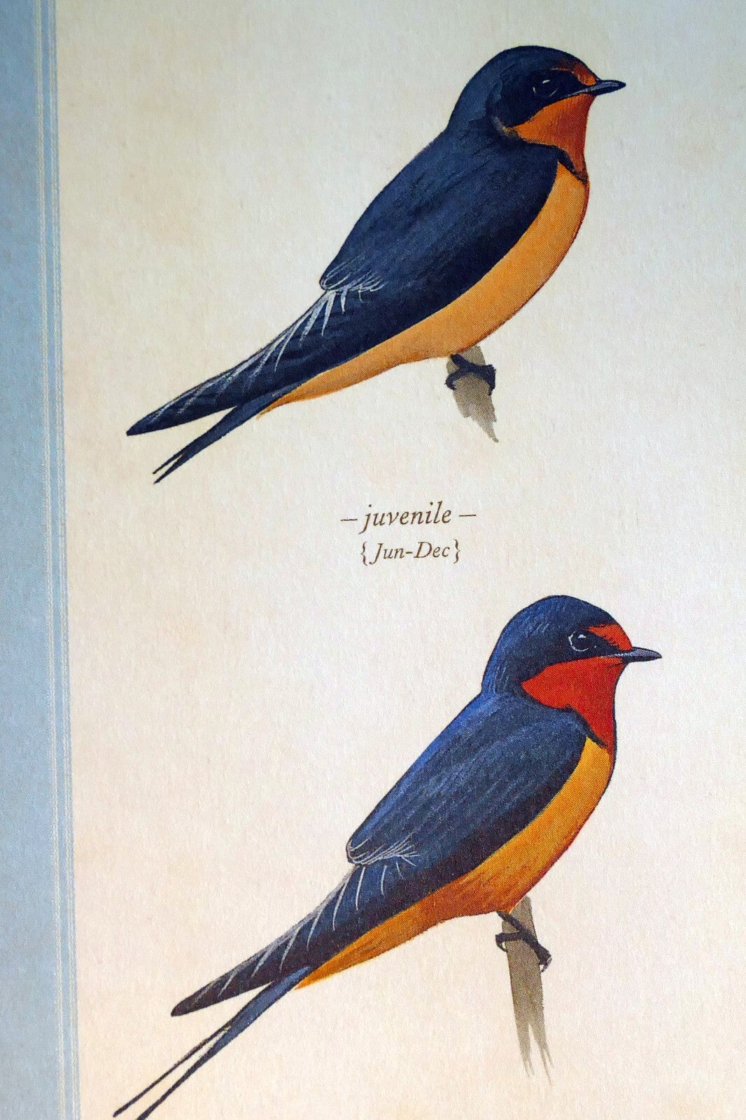 Barn swallow postcard bird by david sibley   unposted , new