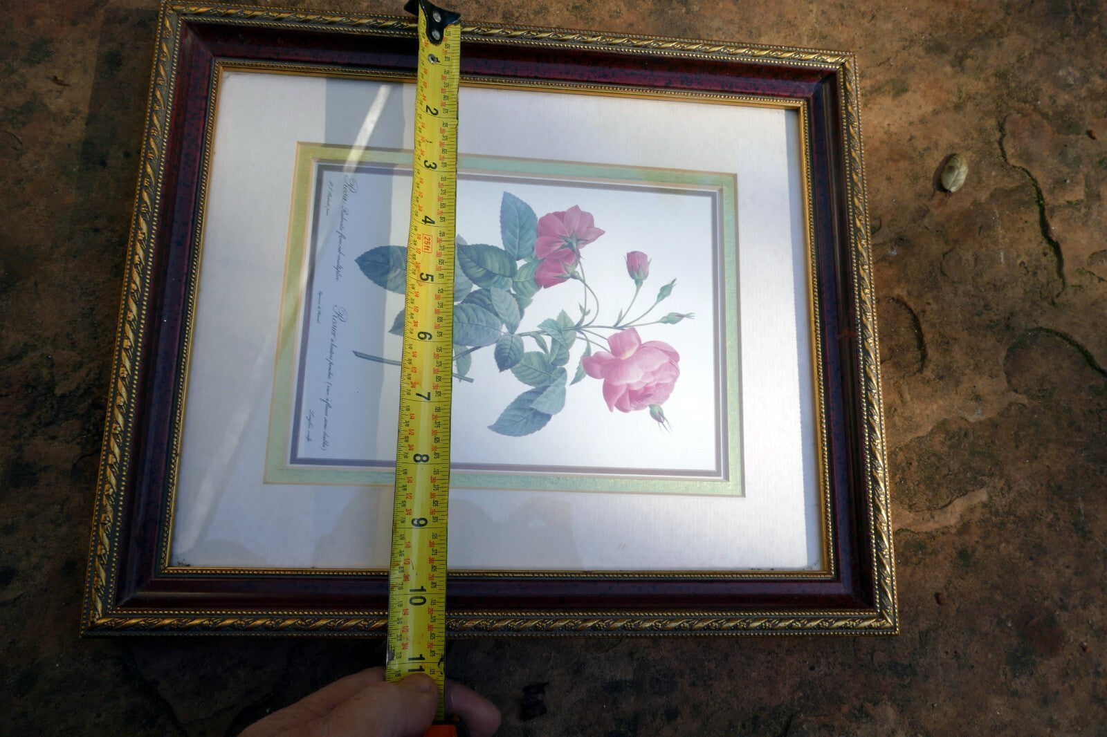 P.J. Redoute Roses "Rosa Reclinata Flore Submultiplici" Print Framed w/ glass