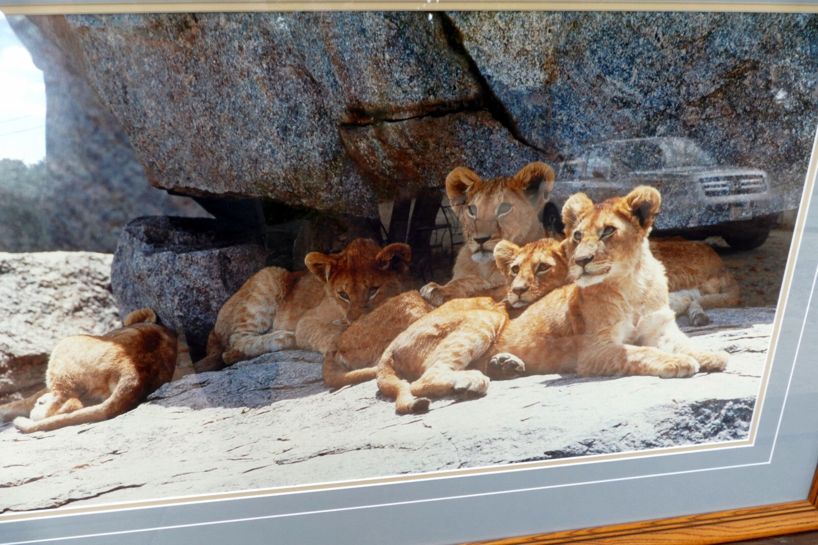 Thomas D. Mangelsen LE 42/1200 print  30X17" "Cub Scouts" resting - signed