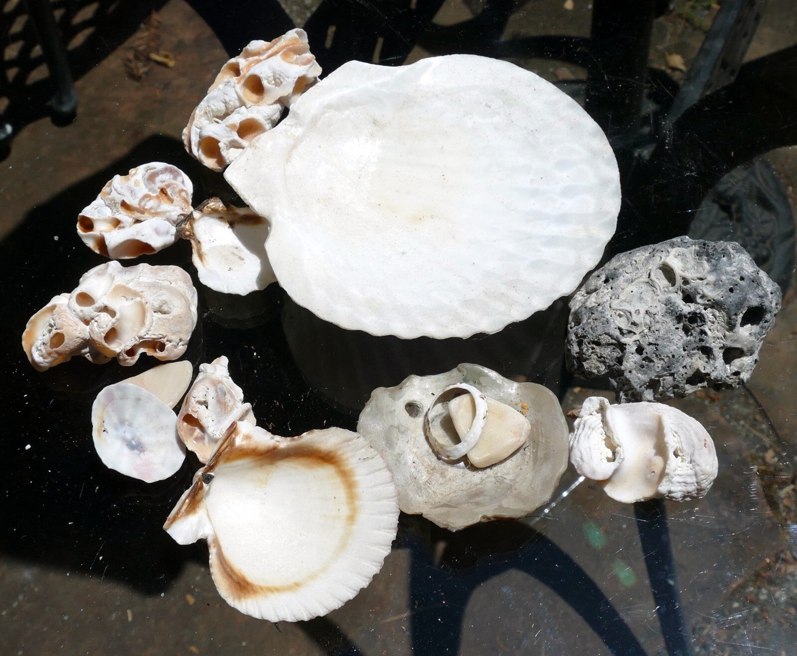 7oz lot of ocean shell seashell corral california san francisco for fish tank