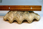 Half Clam Shell Natural Sea Shell Seashell  8”X 5"