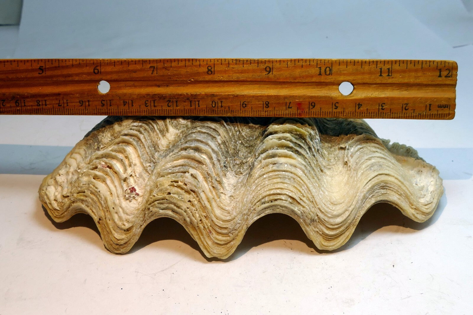 Half Clam Shell Natural Sea Shell Seashell  8”X 5"