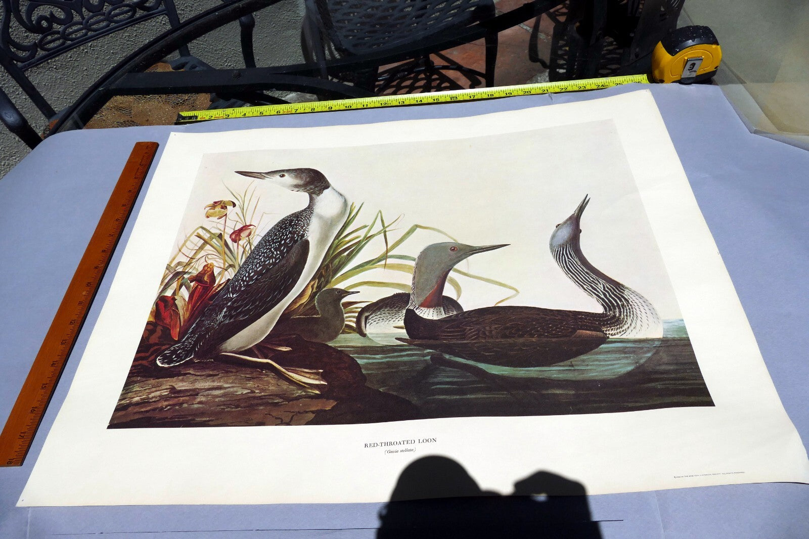 1966 Audubon Print  Red-Throoated Loon plate 132, bird print poster 20X26"