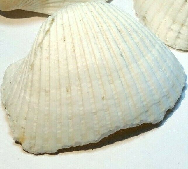 Single white ark shell seashell beach decor clam medium 1.5x1.5" clam cockle sea