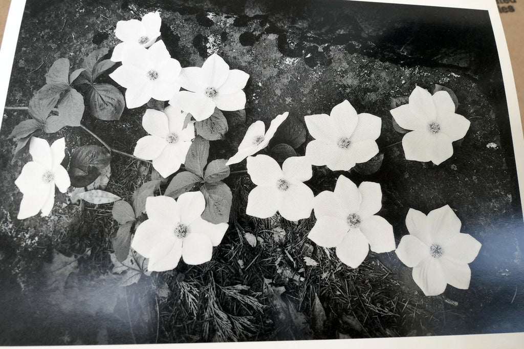 1943 Dogwood Blossoms Yosemite Nat Park Photograph Ansel Adams A016 greeting car