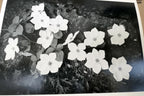 1943 Dogwood Blossoms Yosemite Nat Park Photograph Ansel Adams A016 greeting car