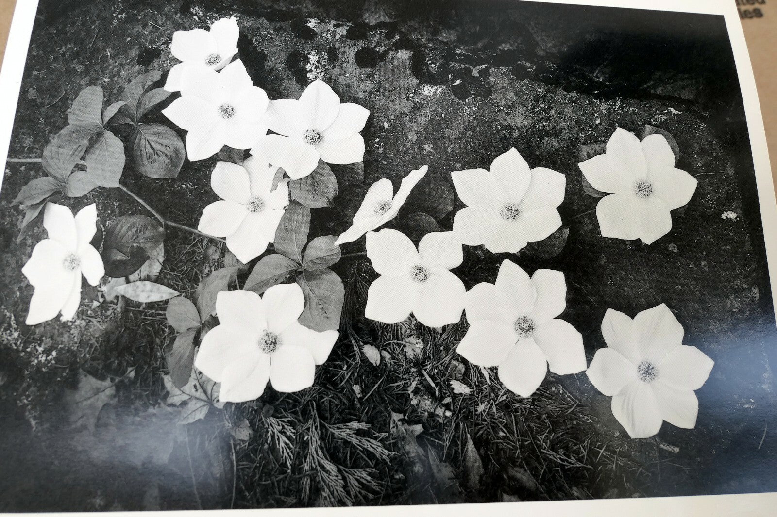 1943 Dogwood Blossoms Yosemite Nat Park Photograph Ansel Adams A016 greeting car