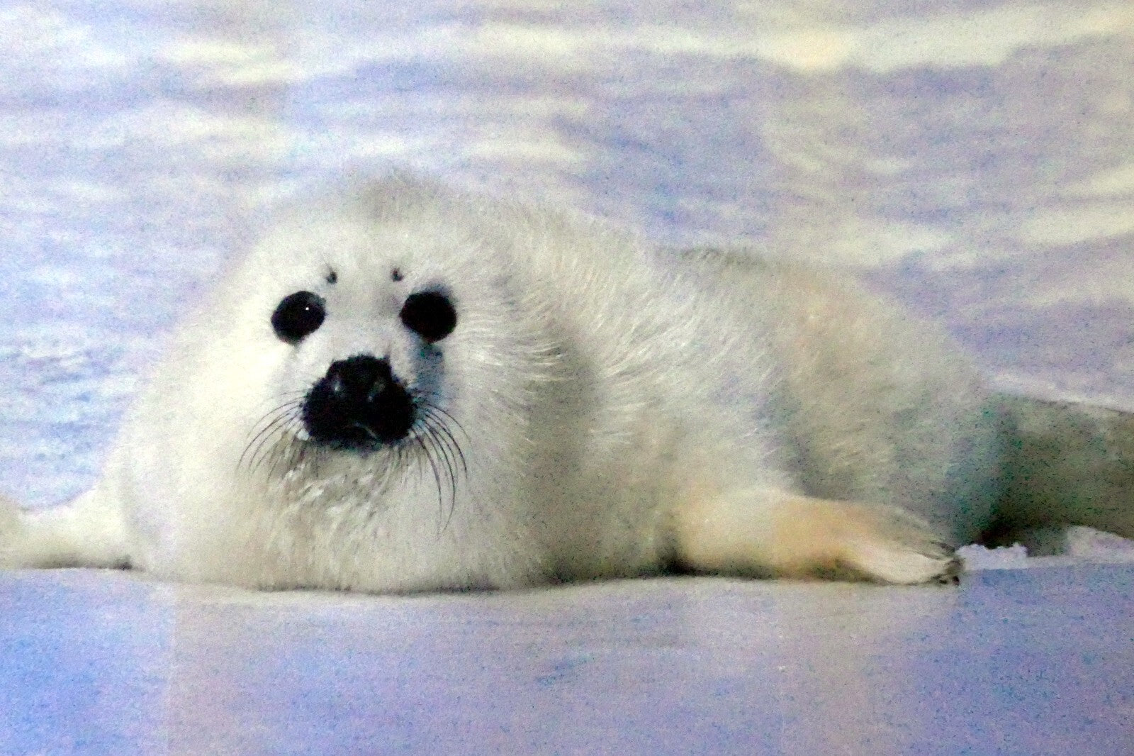 Greenpeace save the seal pup 1983 warming ocean ice float poster 17x24"