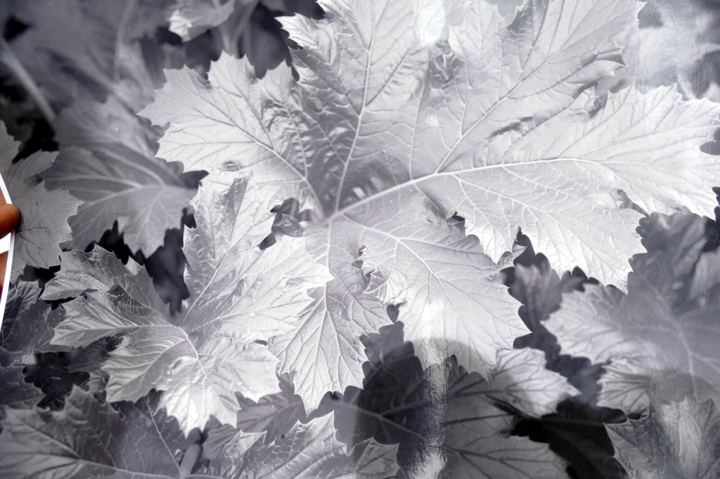 Tree Leaf  11X14" Black & white Picture Photo San Francisco USA
