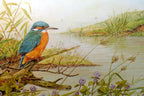 Kingfisher placemat mat 7x8" by m. spencer birds   vintage