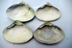 One Clam Shell 4.8"x4" Seashell from Ocean large sea beach aquarium decor