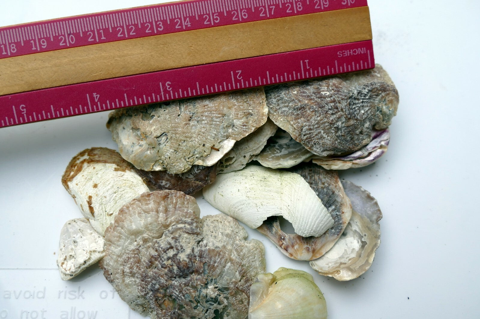 Shells oyster clam pacific Ocean shells 80gr 2.8oz small bag for aquarium decor