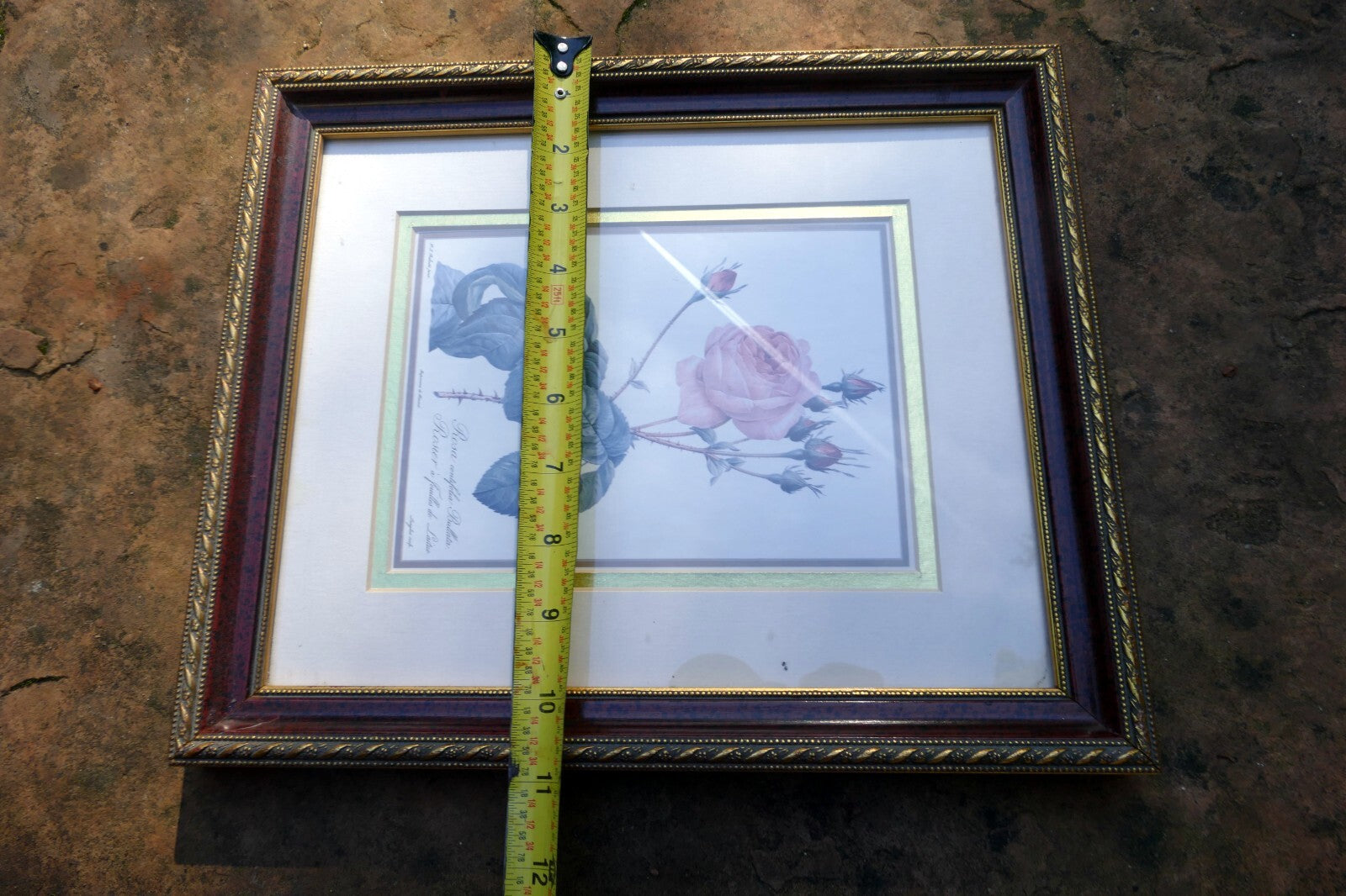 P J Redoute Flower ROSA CENTIFOLIA BULLATA Botanical Art Print Framed w/ Glass