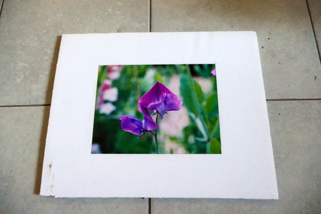 Dave Giroux Nature Picture Photo Print violet flower