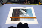 1966 Audubon Print SNOWY EGRET, bird print 15X20" medium