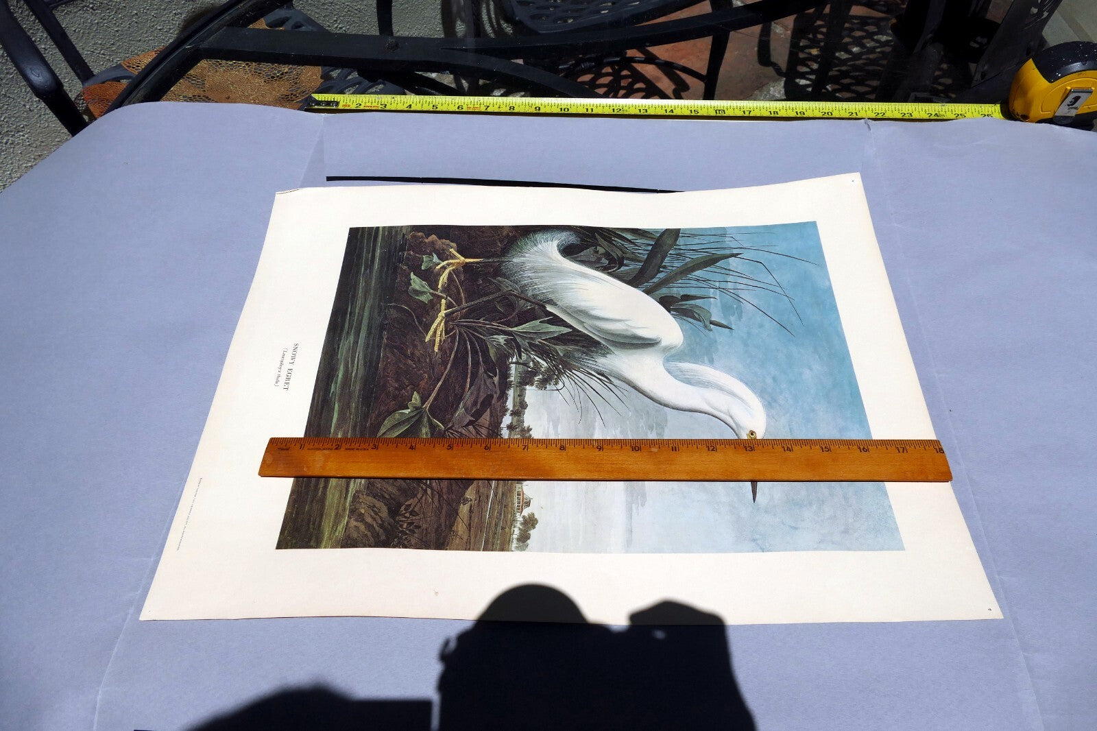 1966 Audubon Print SNOWY EGRET, bird print 15X20" medium