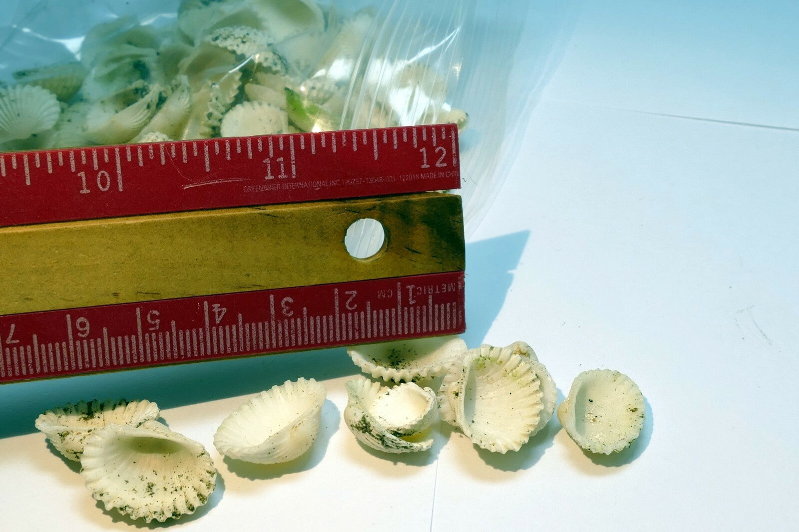 lot of White Ark Shell Seashell bag of 50gr 1.8oz small bag for aquarium decor