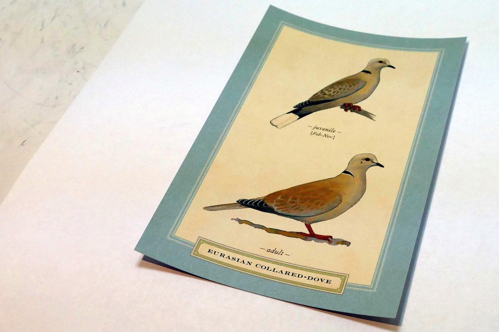 Eurasian Collared Dove Postcard Bird by David Sibley - unposted , new