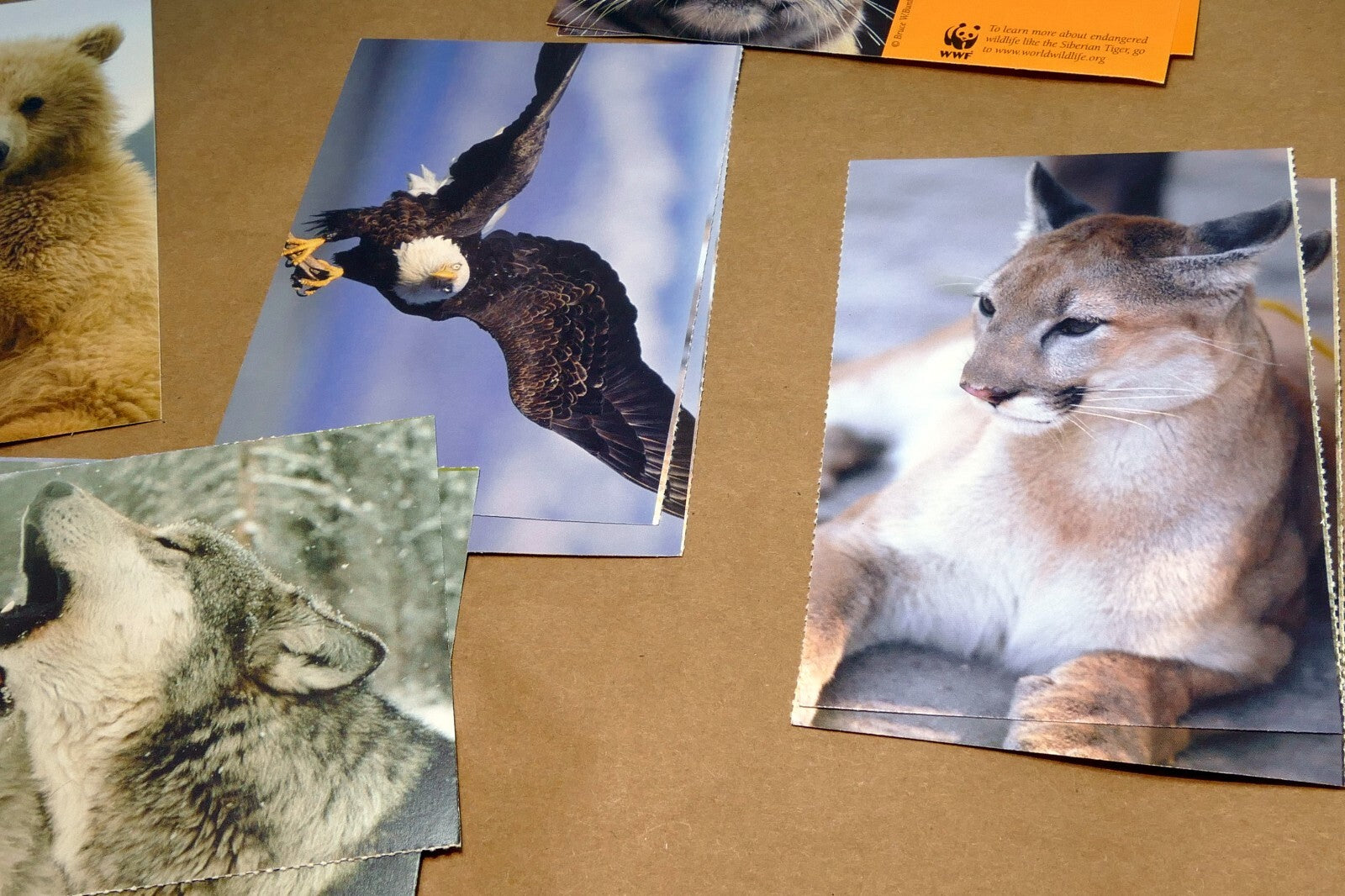 Animal Cats Wolves Fox Postcard Postcard unposted set of 10 lot wildlife USA