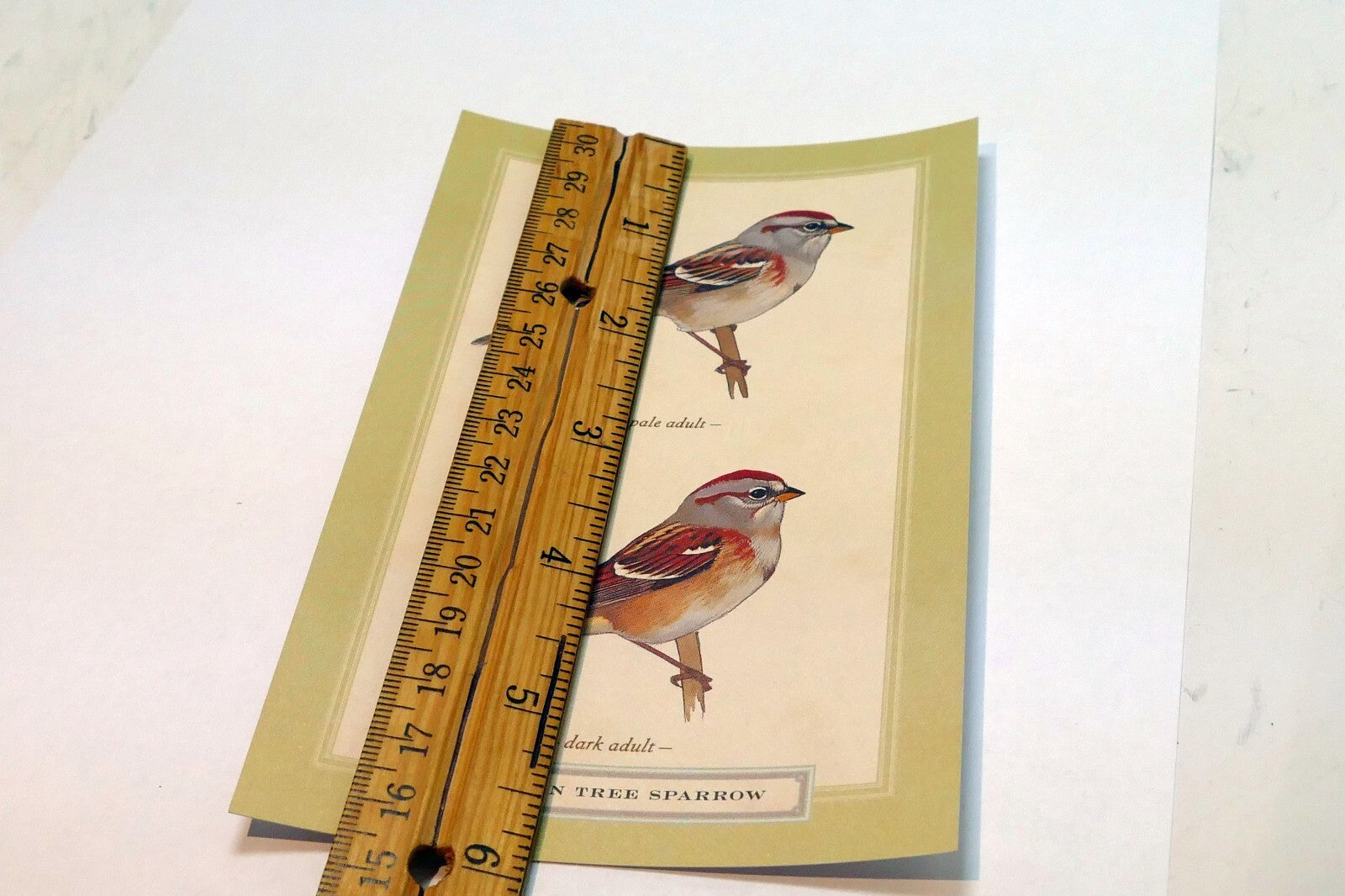 American Tree Sparrow Postcard Bird by David Sibley - unposted , new