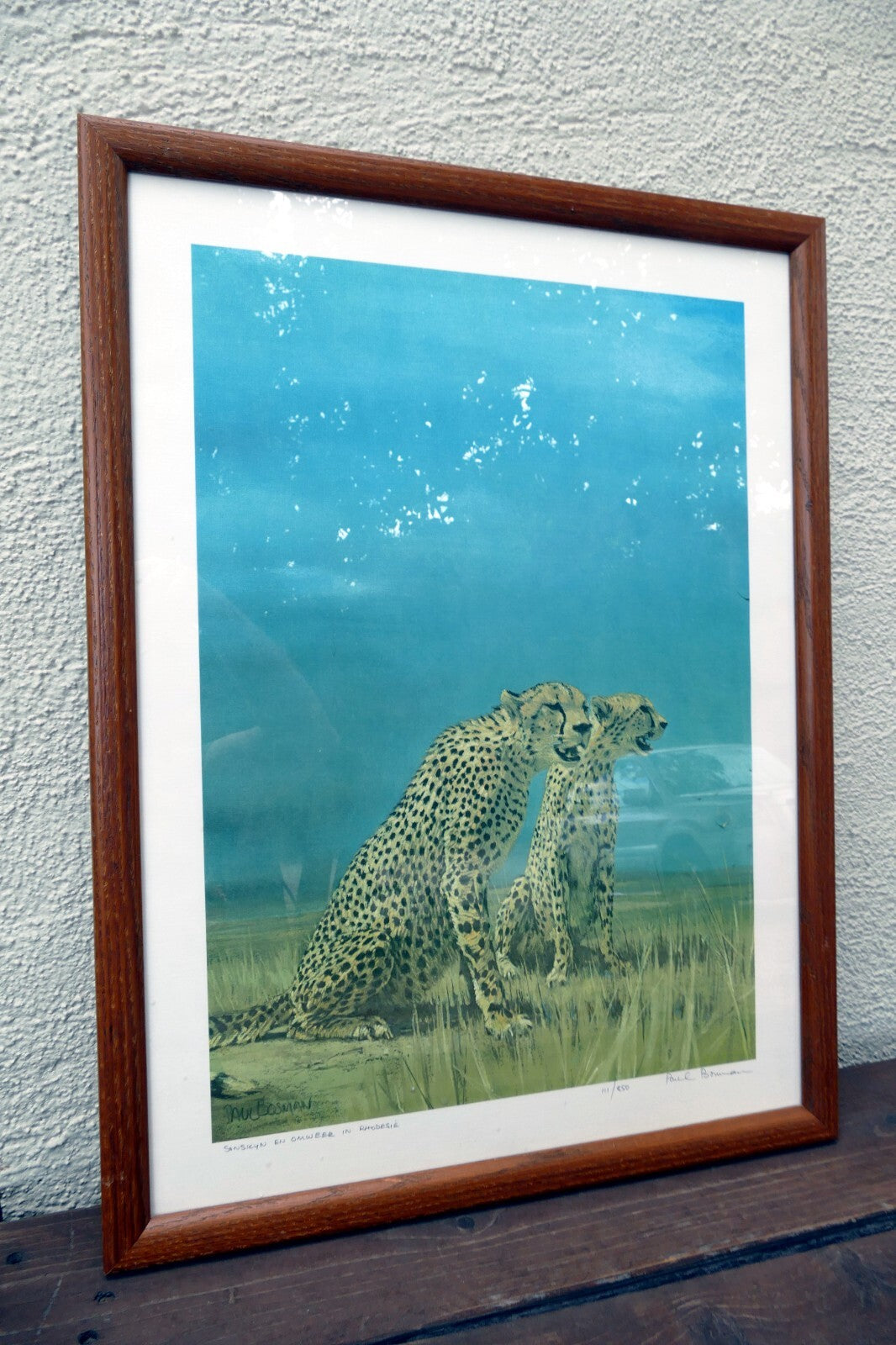 Paul Bosman, Cheetah 111/850 print signed Sonskyn en Omweer in Rhodesie