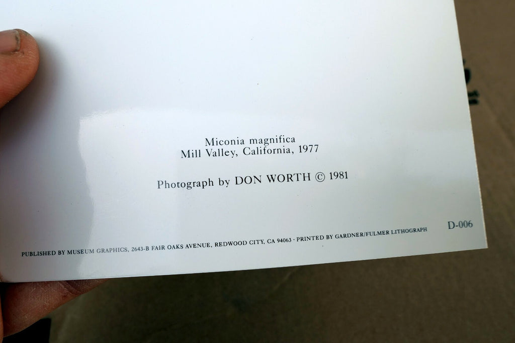 Miconia Magnifica Mill Valley 1977 Photograph by Don Worth D-006 greeting card