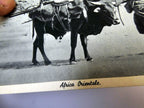 Post Card Cartolina Postale Africa Orientale unused Unposted 1900's