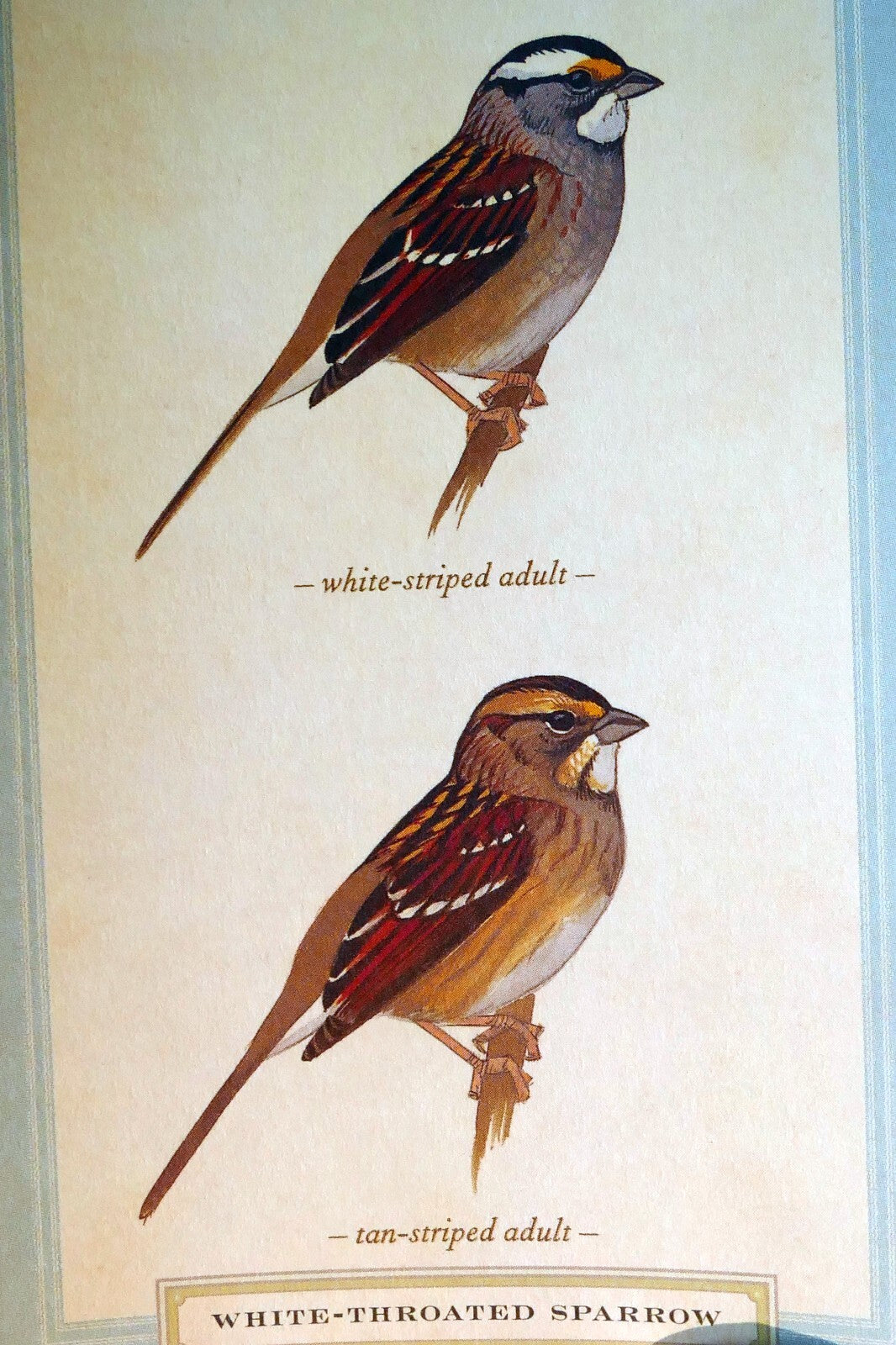 White throated sparrow postcard bird by david sibley   unposted , new