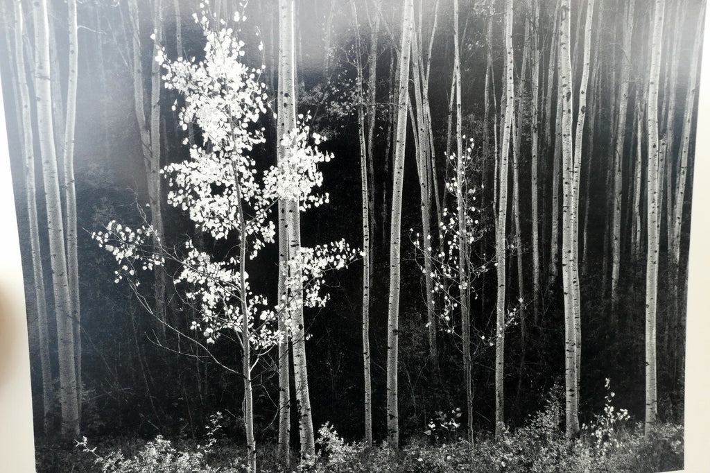 Aspens Northern New Mexico 1955 photograph by Ansel Adams A-005-95 greeting card