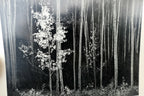 Aspens Northern New Mexico 1955 photograph by Ansel Adams A-005-95 greeting card