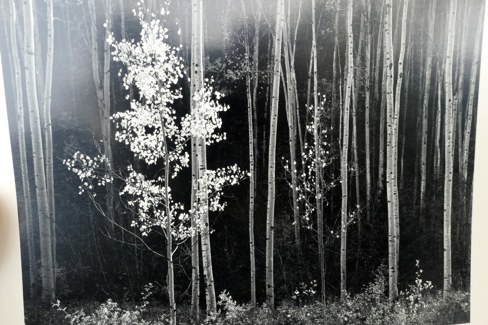 Aspens Northern New Mexico 1955 photograph by Ansel Adams A-005-95 greeting card