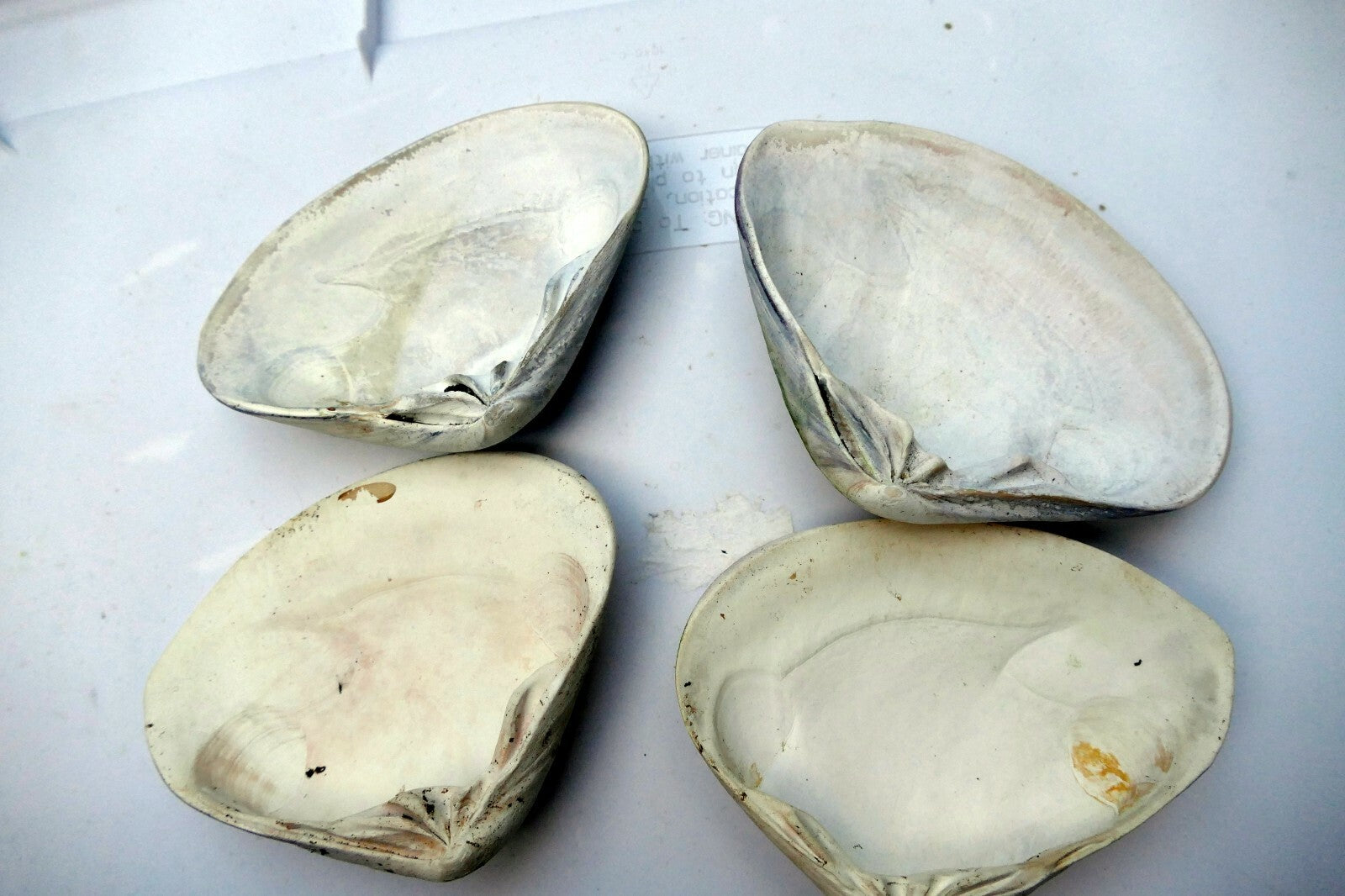 Clam Shell 4"x5" Seashell from Ocean large sea beach aquarium decor 