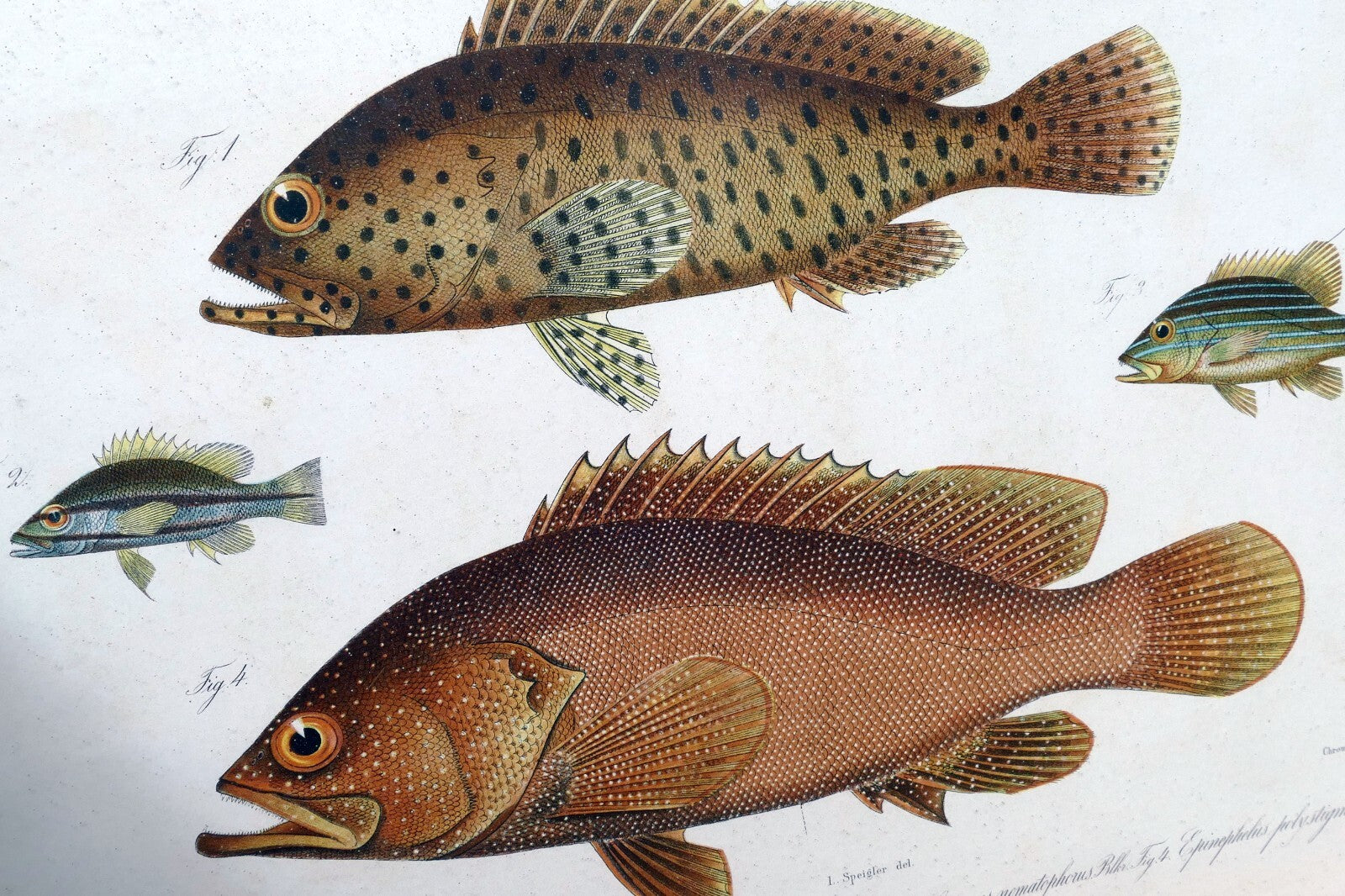 Antique print perch fish by emrik & binger (1865) chromolithograph print framed