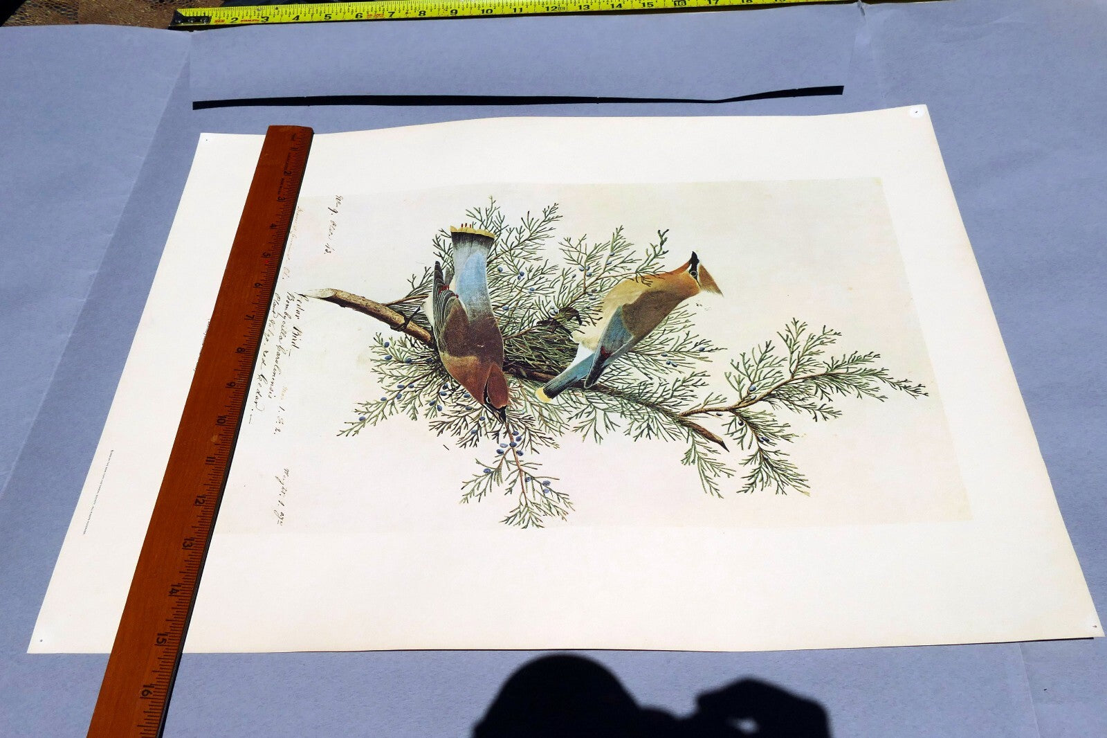 1966 Audubon Print CEDAR WAXWING, print plate # 43 15X20" medium