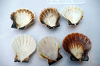Clam Seashell Cockle Oyster Mussel SEA SHELL beach aquarium decor 2x2" small