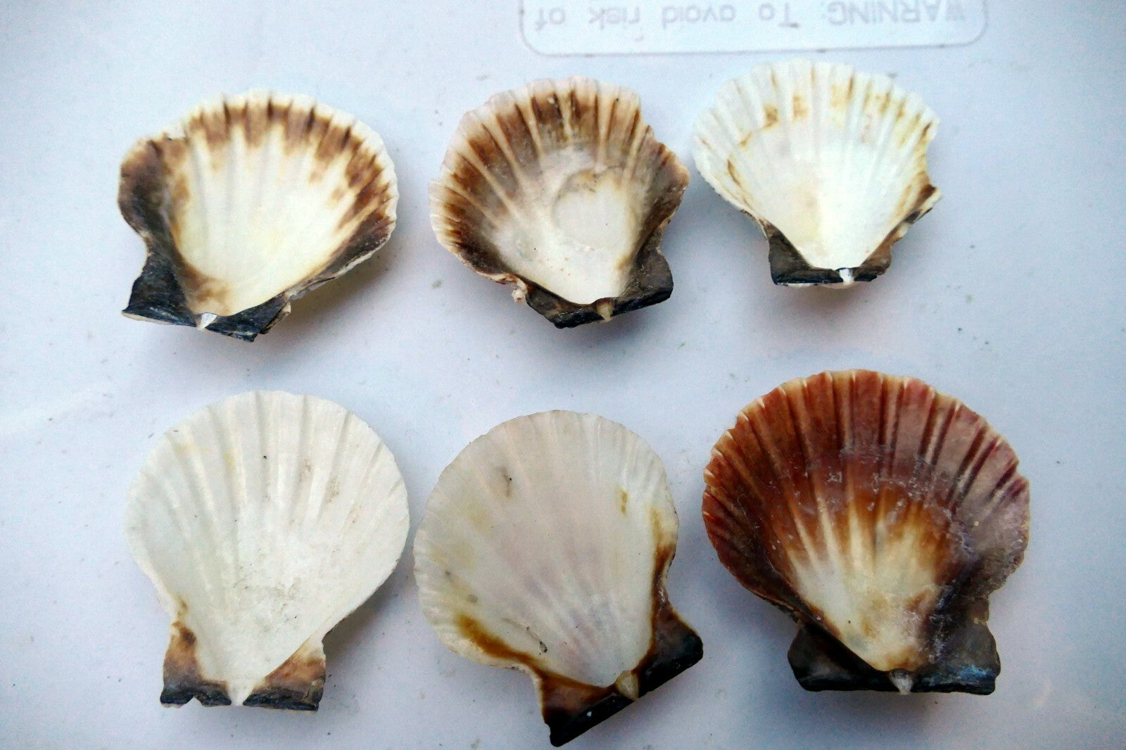 Clam Seashell Cockle Oyster Mussel SEA SHELL beach aquarium decor 2x2" small