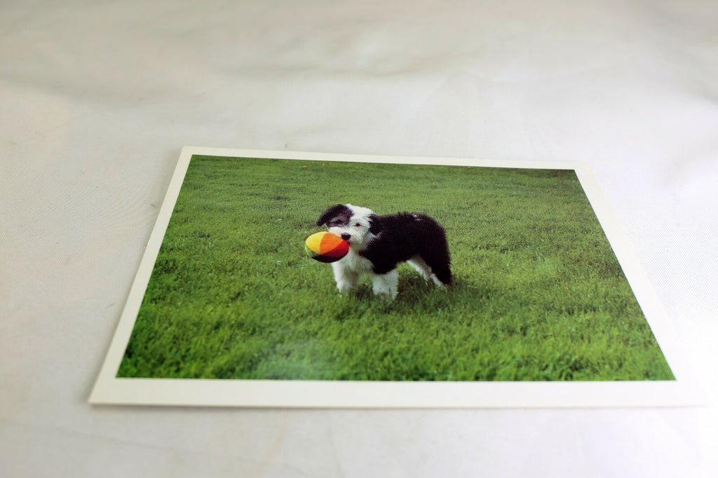 Greeting Postcard Animal Shelter North Shore League Dog Puppy with ball waiting
