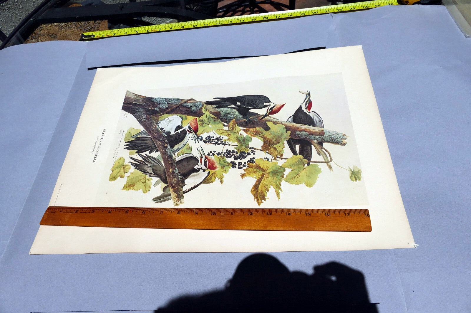 1966 Audubon Print  Pileated Woodpecker plate 111, bird print 15X20" medium