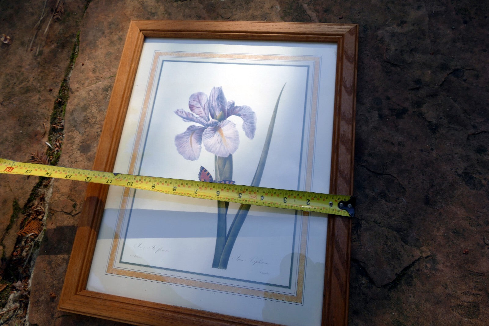 Iris and Butterfly Framed Art Print P. J. Redoute Flowers Botanical framed 8X11"