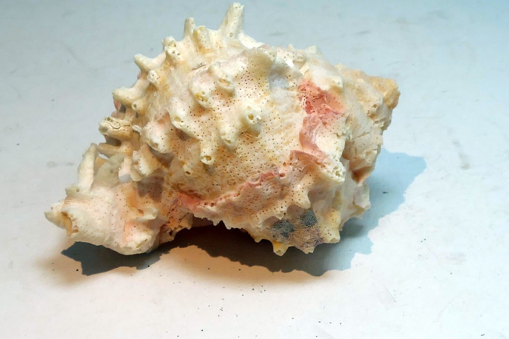 Pink mouth Murex Phyllonotus erythrostomu Hermit Crab Sea Shell 4"