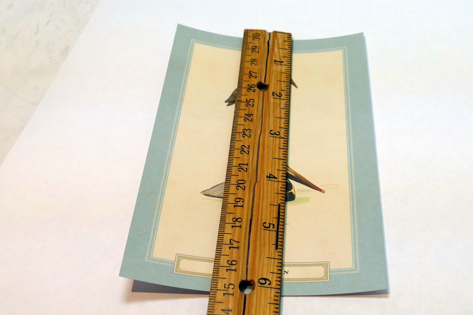 Brown Pelican Postcard Bird by David Sibley - unposted , new