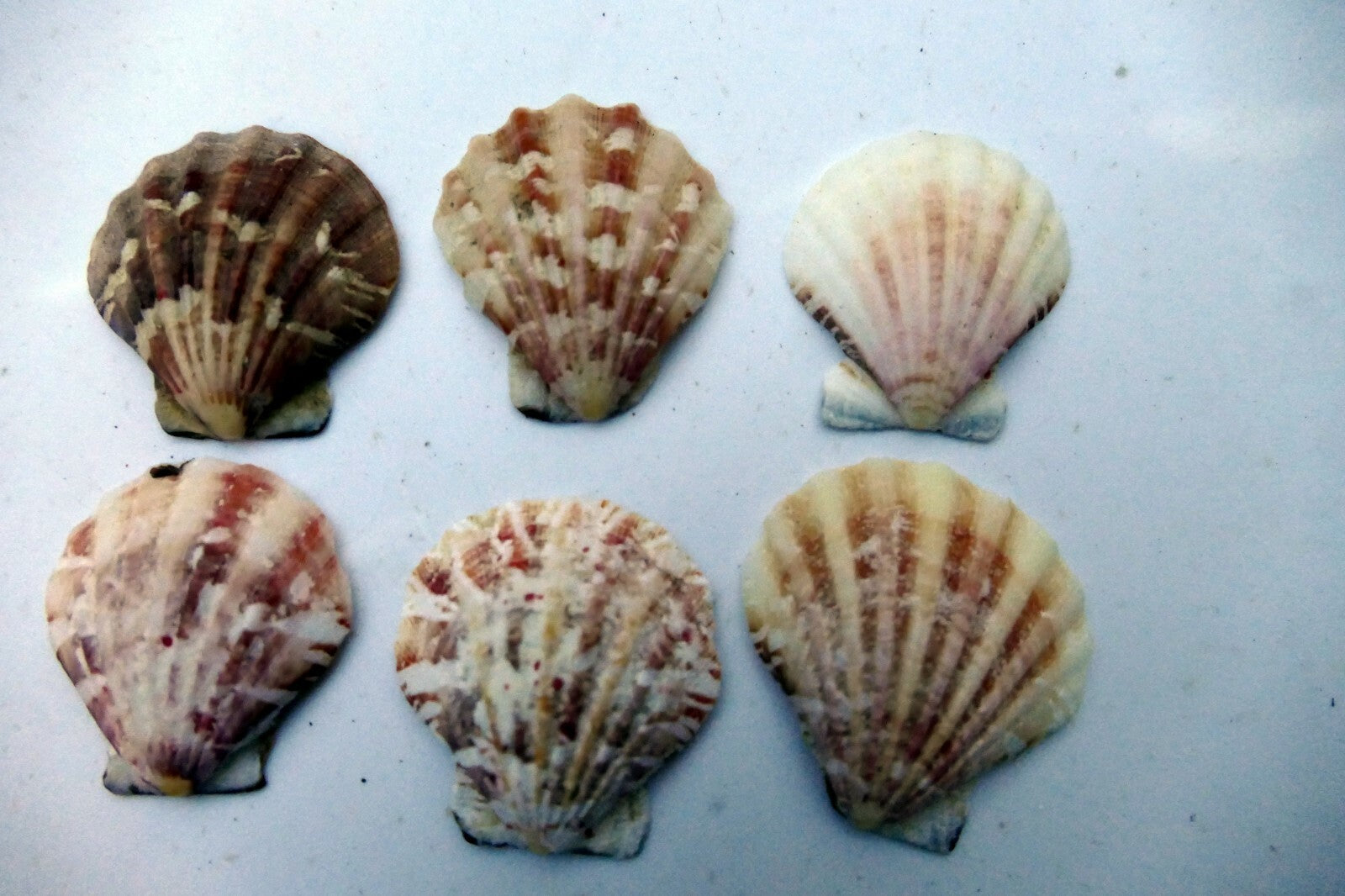 Clam Seashell Cockle Oyster Mussel SEA SHELL beach aquarium decor 1.5X1.2" small