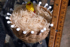 EASTER BONNET BASKET with yellow bird 4X4" for eggs