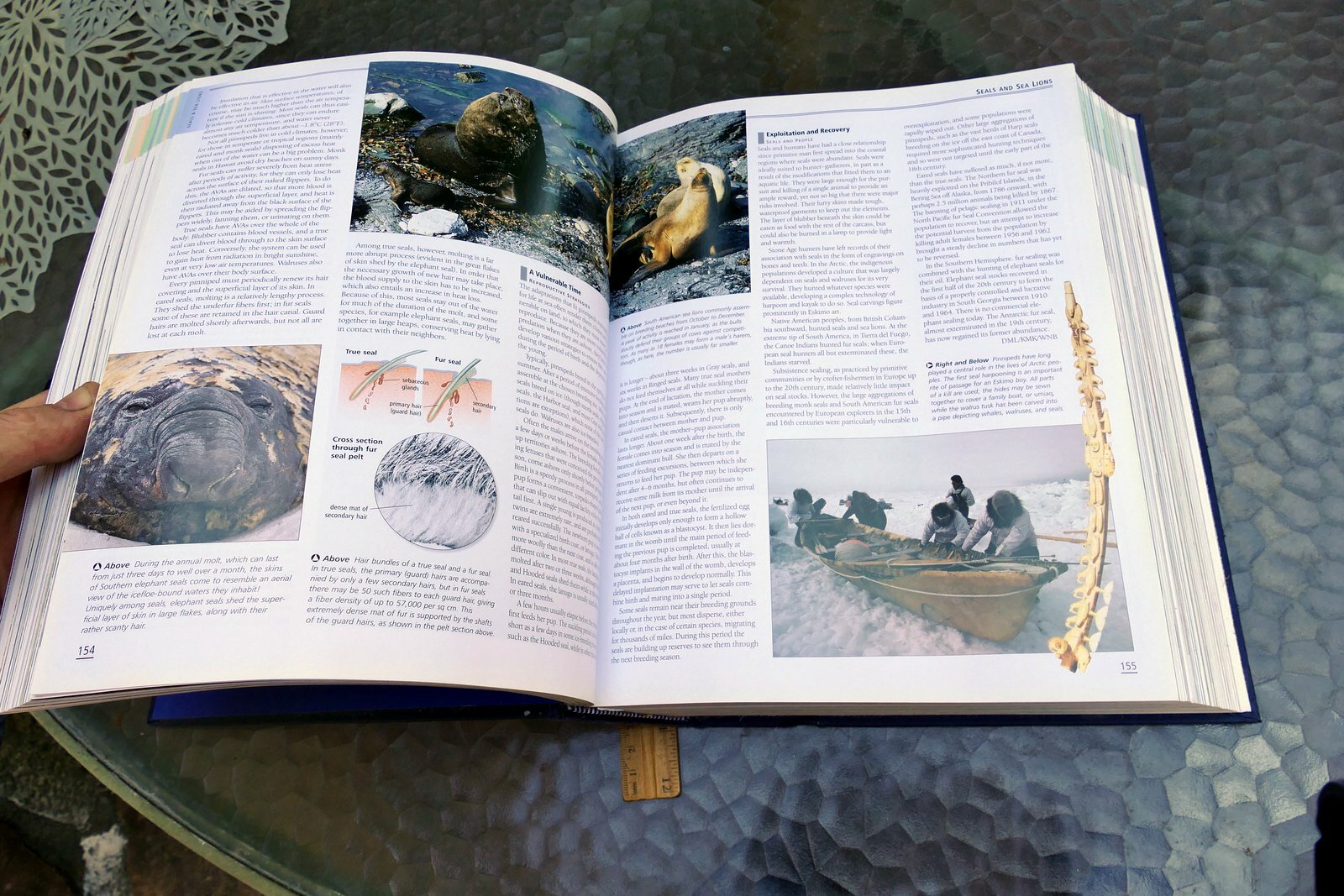 The New Encyclopedia of Mammals by David Macdonald Sasha Norris 2006 hardcover