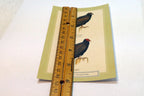 Turkey Vulture USA  Postcard Bird by David Sibley - unposted , new